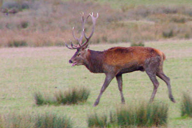 La reproduction sexuée des Vertébrés - Bilan - 5mn 40s